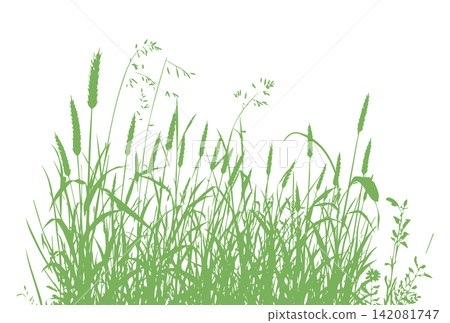Grass green silhouette vector isolated on white background nature design illustration of grass plant pattern greenery artwork Hand drawn. Not AI, vector illustration. Grass green silhouette vector isolated on white background nature design illustration of grass plant pattern greenery artwork Hand drawn. Not AI, vector illustration. 142081747