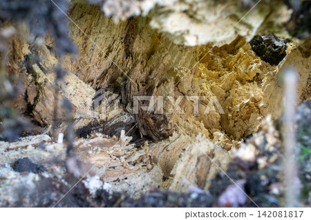 Trees that have fallen due to termite damage Trees that have fallen due to termite damage 142081817