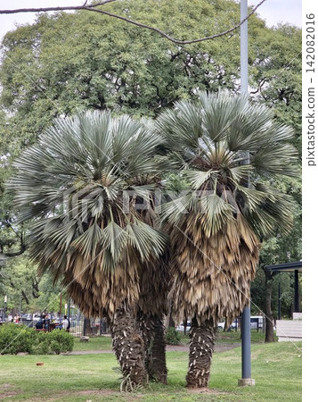 Pair of caranday palms Trithrinax campestris with silver fan leaves in an urban park Pair of caranday palms Trithrinax campestris with silver fan leaves in an urban park 142082016