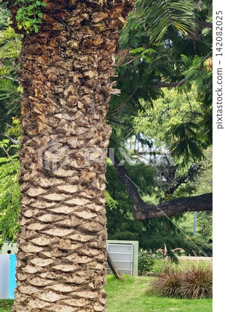 Textured trunk of Canary Island date palm Phoenix canariensis in a green urban park Textured trunk of Canary Island date palm Phoenix canariensis in a green urban park 142082025