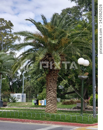Mature Canary Island date palm Phoenix canariensis in landscaped Sarmiento Park Mature Canary Island date palm Phoenix canariensis in landscaped Sarmiento Park 142082026