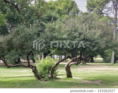 Mature chaste tree Vitex agnus-castus with twisting multi-trunk form in an urban park Mature chaste tree Vitex agnus-castus with twisting multi-trunk form in an urban park 142082027