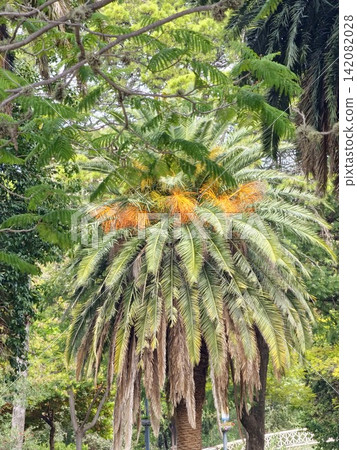 Canary Island date palm Phoenix canariensis with bright orange fruit clusters among green trees Canary Island date palm Phoenix canariensis with bright orange fruit clusters among green trees 142082028