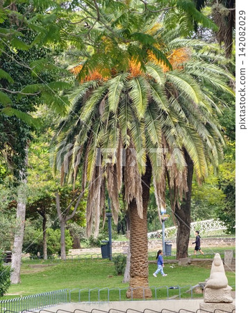 Cordoba, Argentina - April 11, 2026: Fruiting Canary Island date palm and visitors in Sarmiento Park 142082029