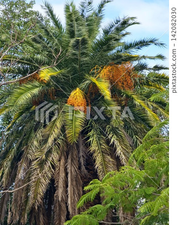 Orange date clusters on mature Canary Island date palm Phoenix canariensis Orange date clusters on mature Canary Island date palm Phoenix canariensis 142082030