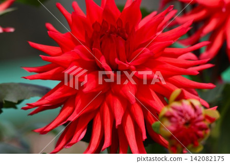 I was breathless at the sight of the vibrant red dahlias. I was breathless at the sight of the vibrant red dahlias. 142082175