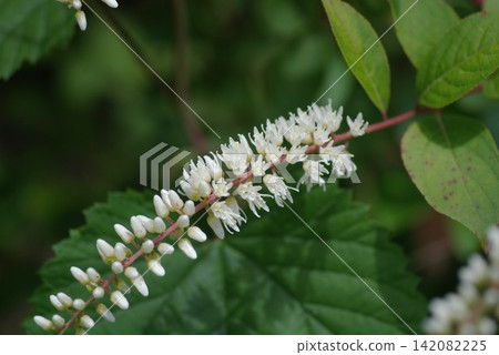 Itea virginica flower (close-up) Itea virginica flower (close-up) 142082225