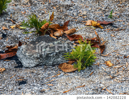 Young golden arborvitae Thuja occidentalis beside a decorative garden stone Young golden arborvitae Thuja occidentalis beside a decorative garden stone 142082228