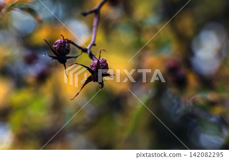 Dried rose hips Rosa sp. on a branch against a colorful autumn background Dried rose hips Rosa sp. on a branch against a colorful autumn background 142082295