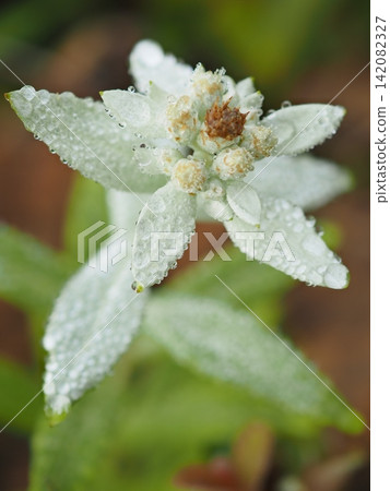 Edelweiss covered in morning dew (20260803074513) Edelweiss covered in morning dew (20260803074513) 142082327