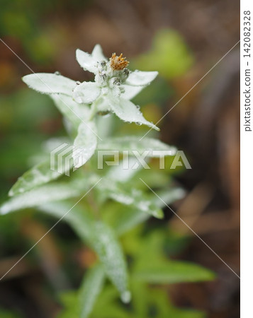 Edelweiss covered in morning dew (20260803074545) Edelweiss covered in morning dew (20260803074545) 142082328