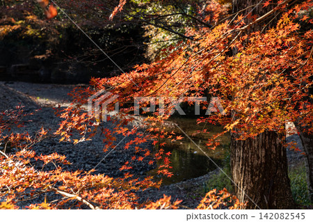 Scenery of Daitoin Temple and precincts, Tachibana, Mori-machi, Shuchi-gun, Shizuoka Prefecture 142082545