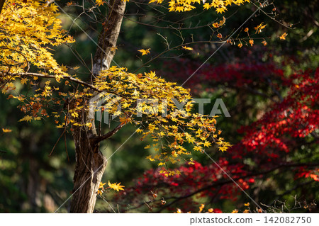 Scenery of Daitoin Temple and precincts, Tachibana, Mori-machi, Shuchi-gun, Shizuoka Prefecture 142082750