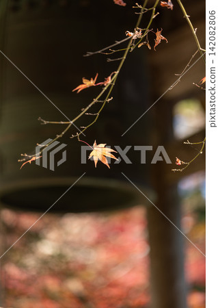 靜岡縣周知郡森町立花大東院及院內風景 靜岡縣周知郡森町立花大東院及院內風景 142082806