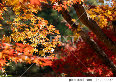 靜岡縣周知郡森町立花大東院及院內風景 靜岡縣周知郡森町立花大東院及院內風景 142082832