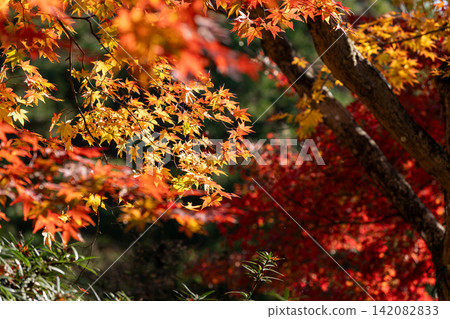 靜岡縣周知郡森町立花大東院及院內風景 靜岡縣周知郡森町立花大東院及院內風景 142082833