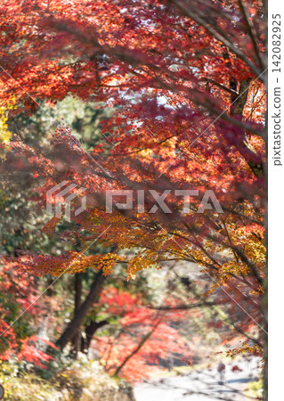 Scenery of Daitoin Temple and precincts, Tachibana, Mori-machi, Shuchi-gun, Shizuoka Prefecture Scenery of Daitoin Temple and precincts, Tachibana, Mori-machi, Shuchi-gun, Shizuoka Prefecture 142082925