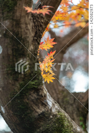 靜岡縣周知郡森町立花大東院及院內風景 靜岡縣周知郡森町立花大東院及院內風景 142082973