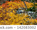 靜岡縣周知郡森町立花大東院及院內風景 靜岡縣周知郡森町立花大東院及院內風景 142083002