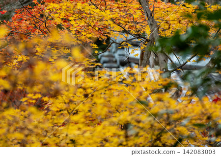 靜岡縣周知郡森町立花大東院及院內風景 靜岡縣周知郡森町立花大東院及院內風景 142083003