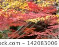 靜岡縣周知郡森町立花大東院及院內風景 靜岡縣周知郡森町立花大東院及院內風景 142083006