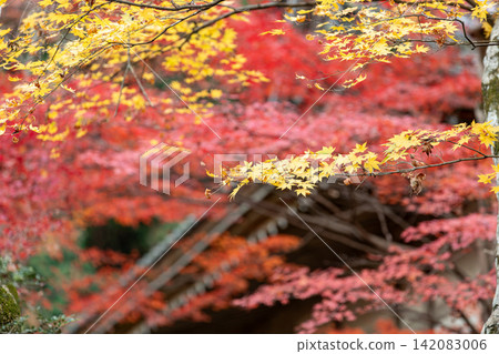 靜岡縣周知郡森町立花大東院及院內風景 靜岡縣周知郡森町立花大東院及院內風景 142083006