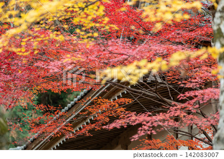 靜岡縣周知郡森町立花大東院及院內風景 靜岡縣周知郡森町立花大東院及院內風景 142083007