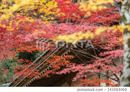 靜岡縣周知郡森町立花大東院及院內風景 靜岡縣周知郡森町立花大東院及院內風景 142083008