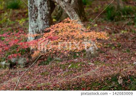 靜岡縣周知郡森町立花大東院及院內風景 靜岡縣周知郡森町立花大東院及院內風景 142083009