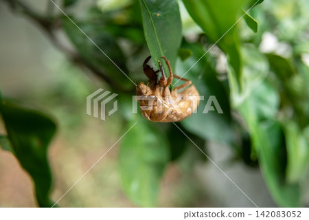 A cicada's exoskeleton on a leaf A cicada's exoskeleton on a leaf 142083052