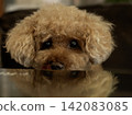 一隻玩具貴賓犬正盯著桌子對面的食物。 142083085
