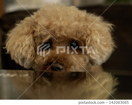 一隻玩具貴賓犬正盯著桌子對面的食物。 一隻玩具貴賓犬正盯著桌子對面的食物。 142083085