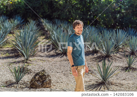 Male traveler visits rows of agave plants grown for tequila and mezcal production, showing Mexican agriculture, culture and rural travel concept Male traveler visits rows of agave plants grown for tequila and mezcal production, showing Mexican agriculture, culture and rural travel concept 142083106