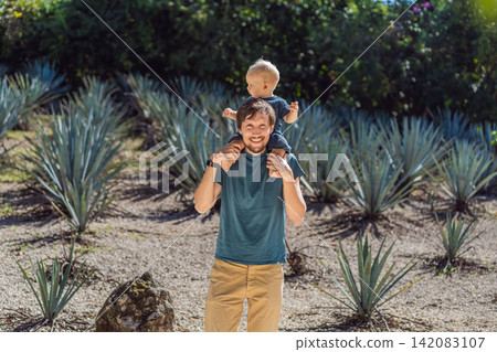 Man and baby visiting blue agave plantation in Mexico, exploring rows of agave plants used for tequila and mezcal production, family travel and culture concept Man and baby visiting blue agave plantation in Mexico, exploring rows of agave plants used for tequila and mezcal production, family travel and culture concept 142083107