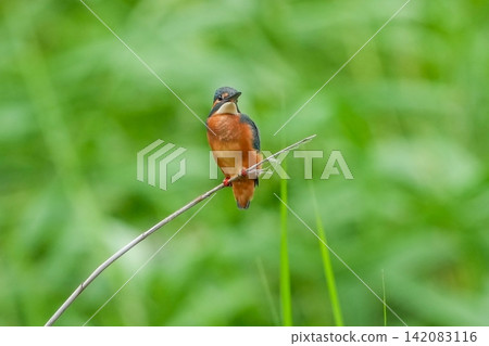 A kingfisher perched against a backdrop of fresh greenery: A photograph of wild animals in their natural habitat. A kingfisher perched against a backdrop of fresh greenery: A photograph of wild animals in their natural habitat. 142083116