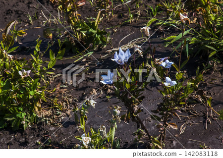Blue balloon flowers Platycodon grandiflorus blooming in an autumn botanical garden Blue balloon flowers Platycodon grandiflorus blooming in an autumn botanical garden 142083118