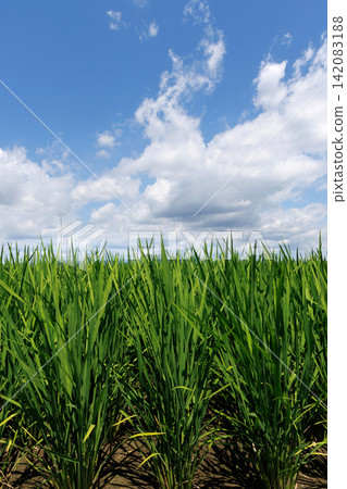 Rural landscape Rural landscape 142083188
