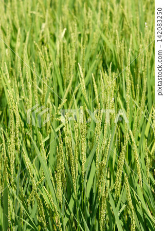 Rice in the rice field Rice in the rice field 142083250