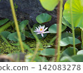 浮在水面上的睡蓮花 142083278