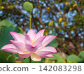 藍天上的蓮花 142083298