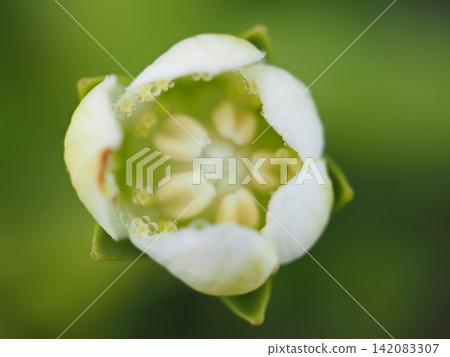 A view from directly above of a Parnassia palustris beginning to open (20260803074747) A view from directly above of a Parnassia palustris beginning to open (20260803074747) 142083307