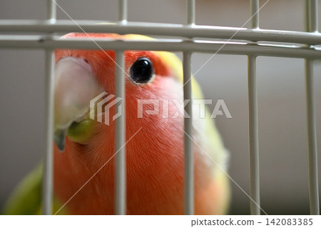 A lovebird stares intently from its cage. A lovebird stares intently from its cage. 142083385
