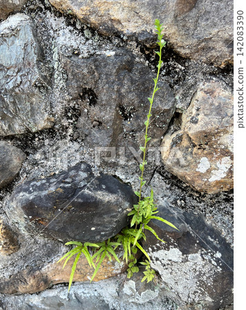Grass and ferns grow straight up from the gaps in the stone wall, their vitality taking root between the stones. 142083390