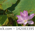 風景與蓮花 142083395