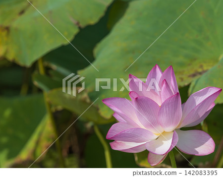 Landscape with lotus flowers Landscape with lotus flowers 142083395