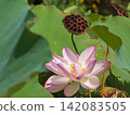 夏末，蓮花凋零 142083505