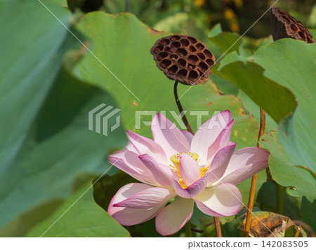 夏末,蓮花凋零 夏末,蓮花凋零 142083505