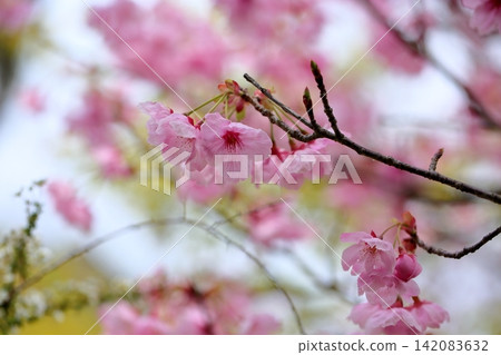 Early-blooming cherry blossoms in the sunlight Early-blooming cherry blossoms in the sunlight 142083632