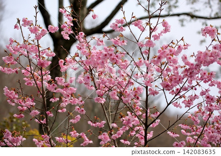 Early-blooming cherry blossoms in the sunlight Early-blooming cherry blossoms in the sunlight 142083635