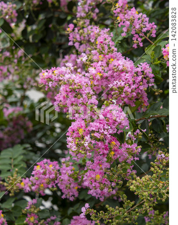 盛開的三文魚花 盛開的三文魚花 142083828